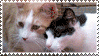 stamps_club-160